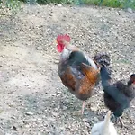 Il Mandorlo *
