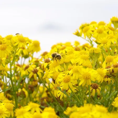 Il Mandorlo * Sant'Orfeto