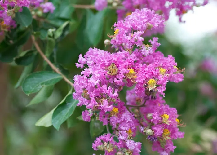 Il Mandorlo Casa de Férias Sant'Orfeto