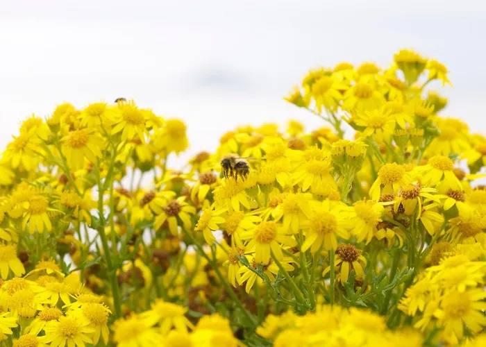 Il Mandorlo * Sant'Orfeto