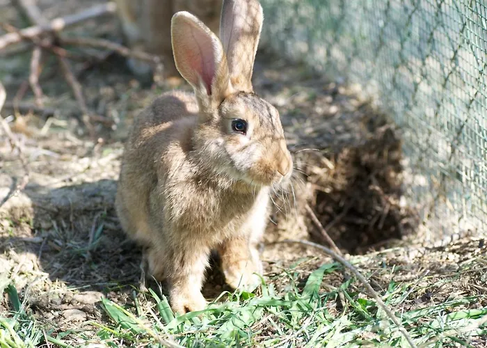 Casa de Férias Il Mandorlo