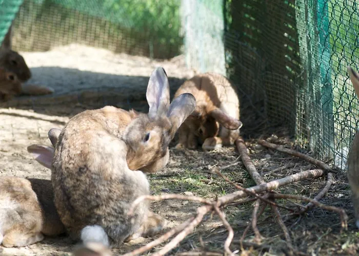 Casa vacanze Il Mandorlo